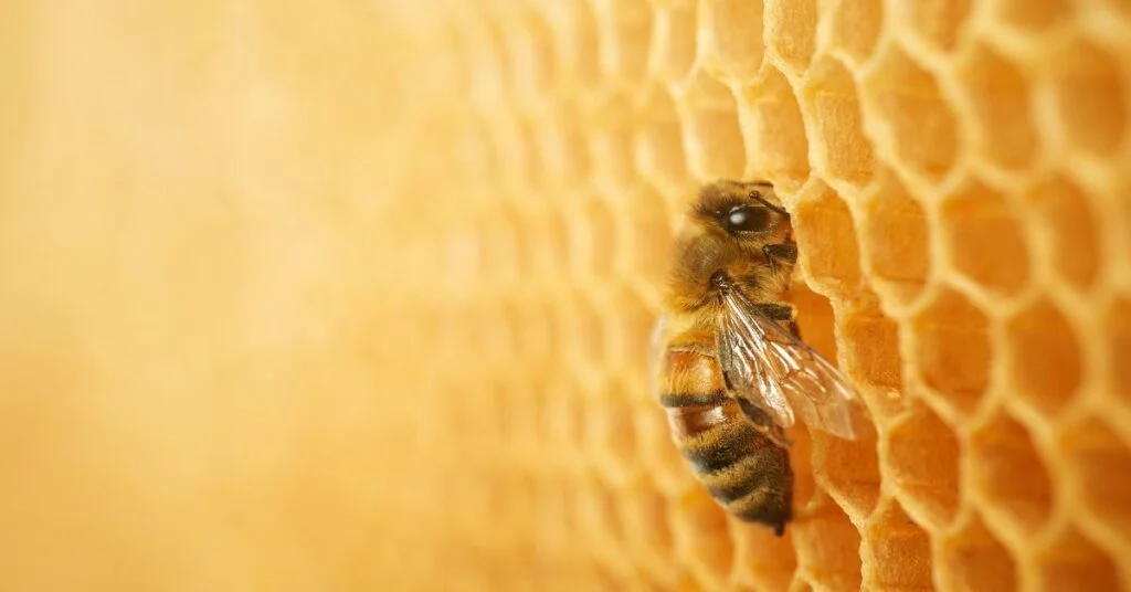Sustainability and Beeswax 